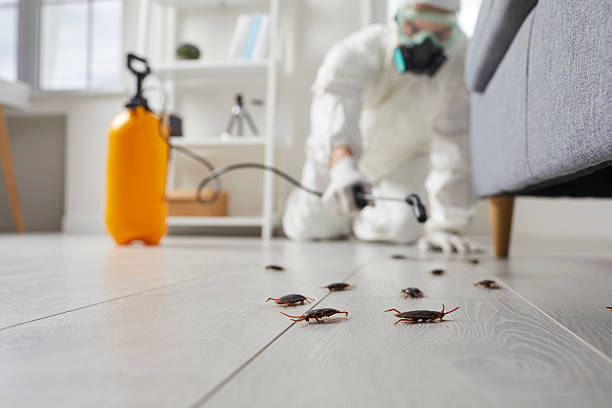 Commercial Kitchen Cockroach Control in Dry Run